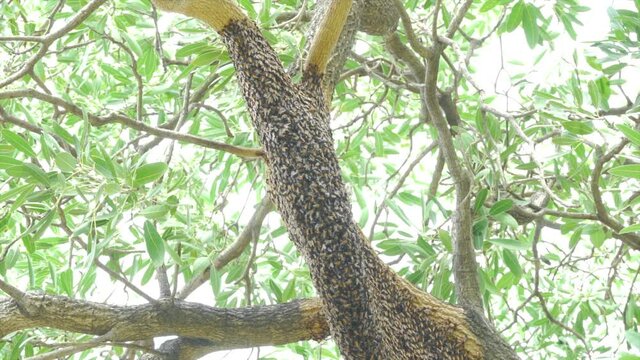 Large neste of bee giant hornet on the tree.