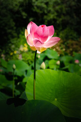 Le jardin des Martels