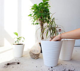 The concept of home garden.A woman transplants a plant into white pots . Care of home plants. Template.