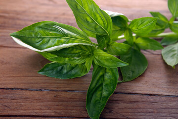 organic farming - fresh basil plants