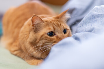 黒目が大きくなった猫　茶トラ猫