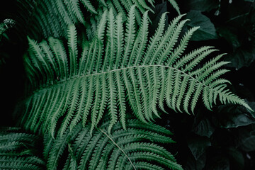 Fototapeta na wymiar Beautyful ferns leaves green foliage natural floral fern background in sunlight