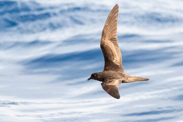 Bulwer's Petrel, Bulweria bulwerii