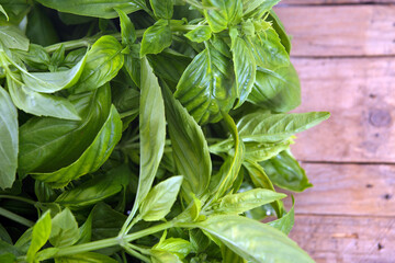 organic farming - fresh basil plants