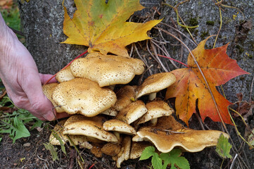 A rural whoman  found a fresh mushroom on a autumn forest