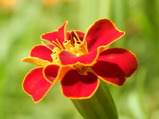 Obraz na płótnie Canvas red flower
