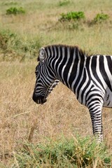 Fototapeta na wymiar portrait of zebra in the savannah