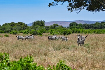 group of zebras in the savannah