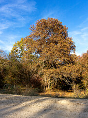 Autumn in a natural Park, trees in yellow decoration, blue sky and a warm Sunny day.