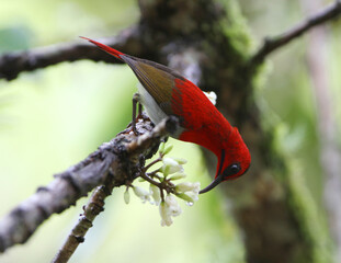Temminck's Sunbird, Aethopyga temminckii