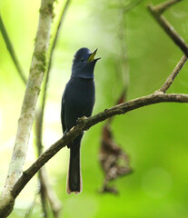 Obraz premium Babi Black-naped Monarch (Hypothymis azurea abbotti)