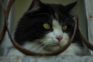 portrait of a cat