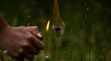 burning dandelion 