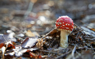 Close up of fly mushroom in autumn forest