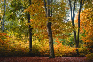 Obraz premium Plenterwald