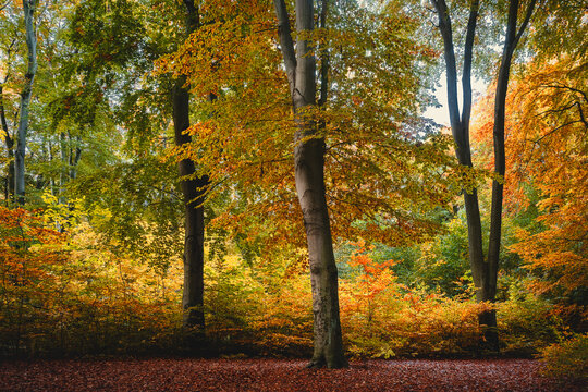 Plenterwald