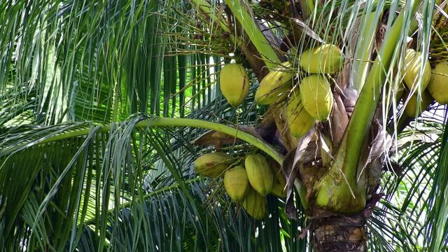 tropical coconut palm tree