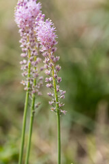 close up of Cuban lily