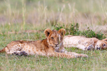 Sleepy Lion cub lies and rests in the grass of the savannah