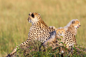 Cheetah female with cubs resting in the savannah