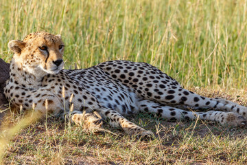Cheetah laying down and rest in the savannah