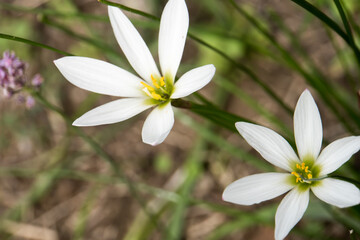 white rain lily in the garden