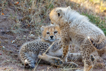 Young Cheetah cubs playing with each other
