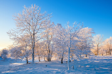 Beautiful winter lights at the frosty trees