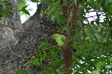 Parrot on a tree