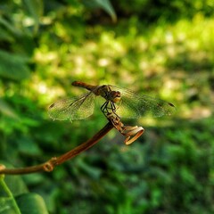 dragonfly on a leaf