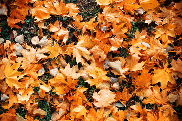 Autumn fallen leaves on the lawn. Bright yellow maple leaves. Autumn background texture