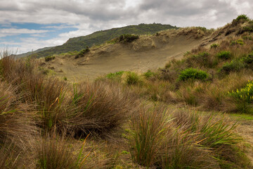 path in the dunes