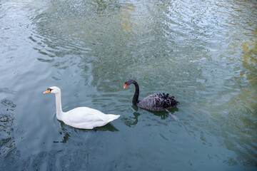 Beautiful swans swim in the park pond. Portrait of a couple of swans, black and white.