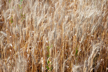 Gold wheat field and blue sky