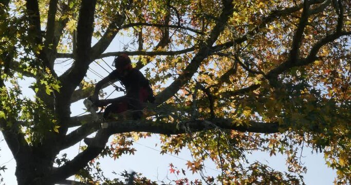 professional lumberjack in action