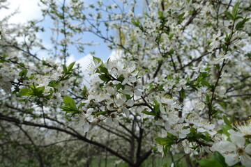 Plenty of white flowers of sour cherry tree against the sky
