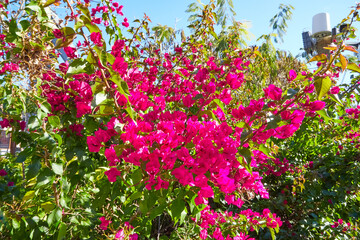 Many small red flowers on green bush in a summer sunny day.
