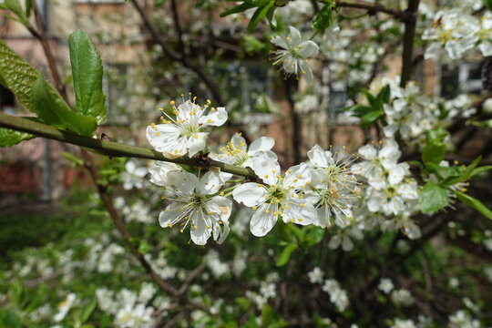 Prunus cerasus in full bloom in April