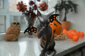 scary black young don sphynx cat with black bat wings on its back as halloween decoration, sitting like a statue naked cat washing and licking its front paw with halloween pumpkin jack-o-lanern, dried