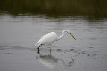 Grande aigrette