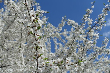 Cloudless blue sky and blossoming branches of plum tree in April