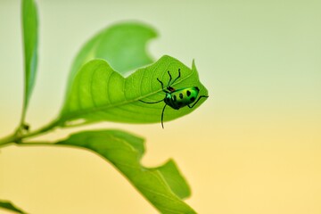 Diabrotica balteata on the green leaf