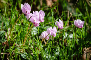 Obraz premium Cyclamen