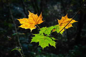 Feuilles d'automne au soleil.