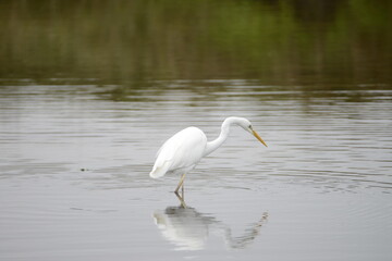 Grande aigrette