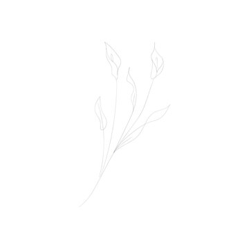 recommend clip art: SINGLE-LINE DRAWING: BOTANICAL 3 . This hand-drawn, continuous, line illustration is part of a collection inspired by the drawings of Picasso. Each gesture sketch was created by hand.
