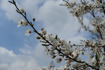 Diagonal branch of blossoming plum tree against blue sky