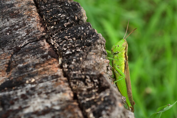 A grasshopper or locust rests on a stump of tree.