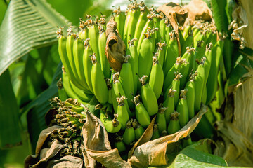 Close up bunch of banana, banana tree background