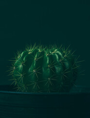 Cactus in pot with green background. Flower green tone. 